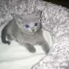 kitten_2004c_13