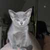 kitten_2004c_14
