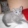 kitten_2004c_16