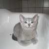 kitten_2004c_17