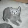 kitten_2004c_19