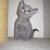 kitten_2004c_20
