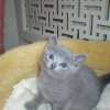 kitten_2005_01