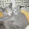 kitten_2005_02