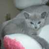 kitten_2005_03