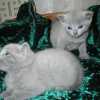 kitten_2005_04