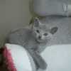 kitten_2005_05