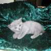 kitten_2005_06
