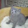 kitten_2005_07