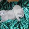 kitten_2005_08