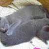 kitten_2005_09