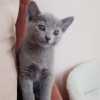 kitten_2006_1_01