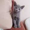 kitten_2006_1_02