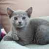 kitten_2006_1_03