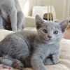 kitten_2006_1_04