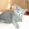kitten_2006_1_05