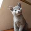 kitten_2007_1_01