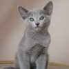 kitten_2007_1_02