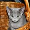 kitten_2007_1_03