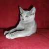 kitten_2007_2_01