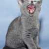 kitten_2007_2_02