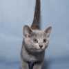 kitten_2007_2_03