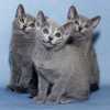 kitten_2007_2_04