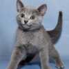 kitten_2007_2_05