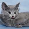 kitten_2007_2_06