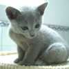 kitten_2007_2_07