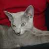 kitten_2007_2_08