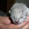 kitten_2008_1_01