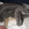 kitten_2008_1_02