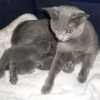 kitten_2008_1_03